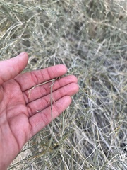 Funastrum hirtellum