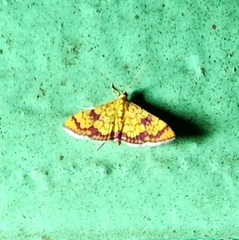 Isocentris filalis