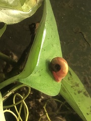 Indoplanorbis exustus