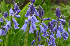 Hyacinthoides