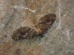 Operophtera occidentalis