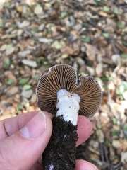 Cortinarius ohlone