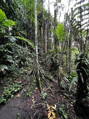 Socratea exorrhiza