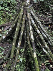 Socratea exorrhiza