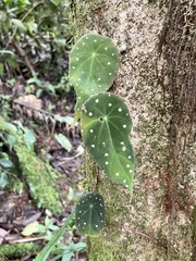 Begonia hitchcockii