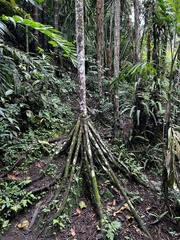 Socratea exorrhiza