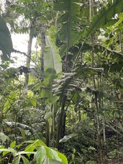 Heliconia