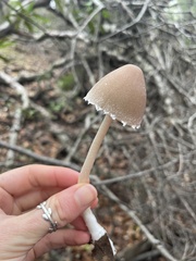 Psathyrella longipes
