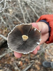Psathyrella longipes
