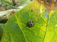 Epilachna paenulata