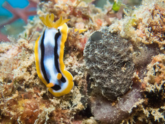 Chromodoris