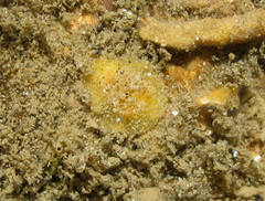 Thordisa bimaculata