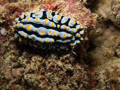 Phyllidia varicosa