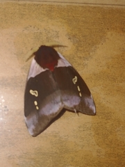 Dirphiopsis trisignata