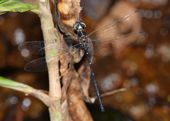 Eusynthemis nigra