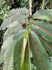Gesneriaceae
