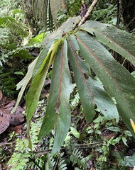 Gesneriaceae