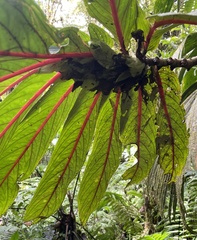 Gesneriaceae
