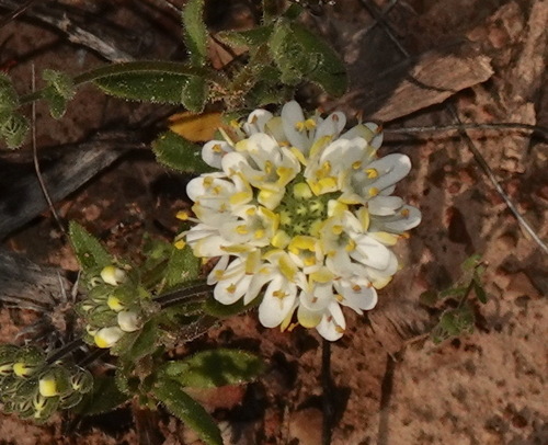 Golden Capeflox (Polycarena aurea)
