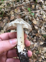 Entoloma