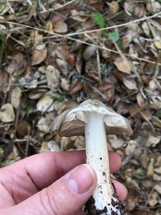 Entoloma