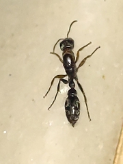 Pseudomyrmex gracilis