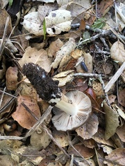 Entoloma