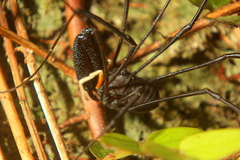 Pantopsalis