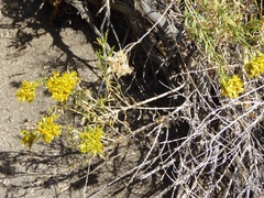 Chrysothamnus viscidiflorus viscidiflorus