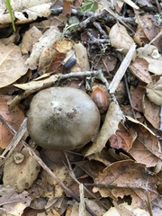 Entoloma