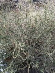 Funastrum hirtellum
