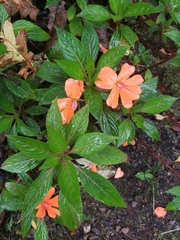 Impatiens hawkeri