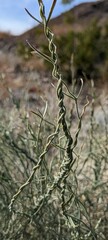 Funastrum hirtellum