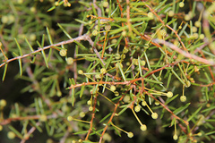 Acacia brownii
