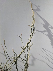 Funastrum hirtellum
