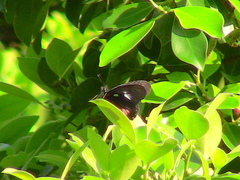 Archonias brassolis