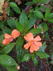 Impatiens hawkeri