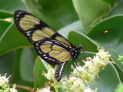 Methona themisto