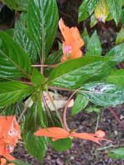 Impatiens hawkeri