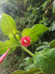 Fuchsia