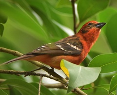 Piranga bidentata