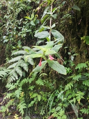 Fuchsia