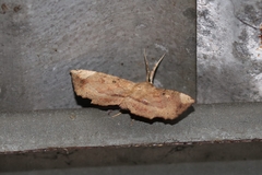 Syllectra congemmalis