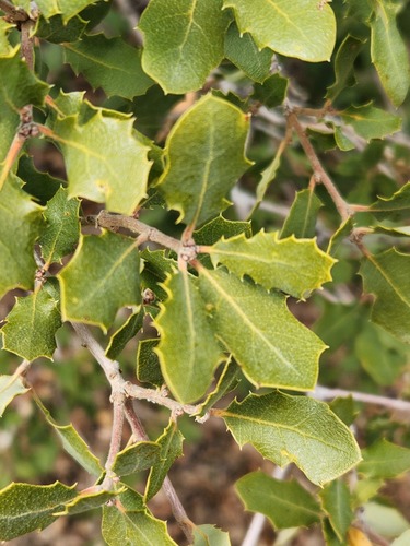 Quercus berberidifolia × john-tuckeri