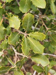 Quercus john-tuckeri