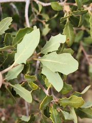 Quercus john-tuckeri