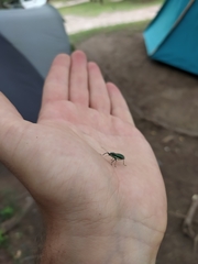 Naupactus auricinctus