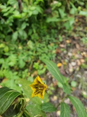 Capsicum lycianthoides