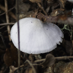 Mycena pura