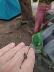 Naupactus auricinctus